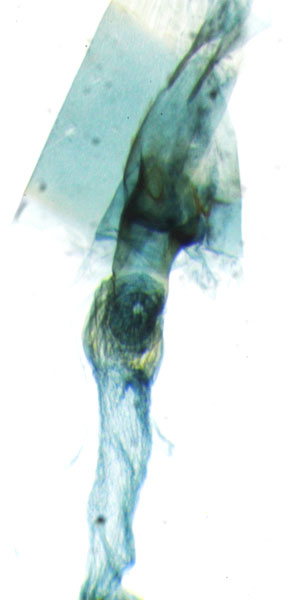 /filer/webapps/moths_gc/media/images/C/cramerella_Conopomorpha_colliculum_RMCA650.jpg