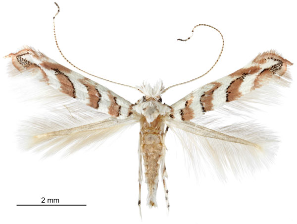 /filer/webapps/moths_gc/media/images/C/cretaceella_Cameraria_A_Eiseman-et-Davis_2020_208.jpg