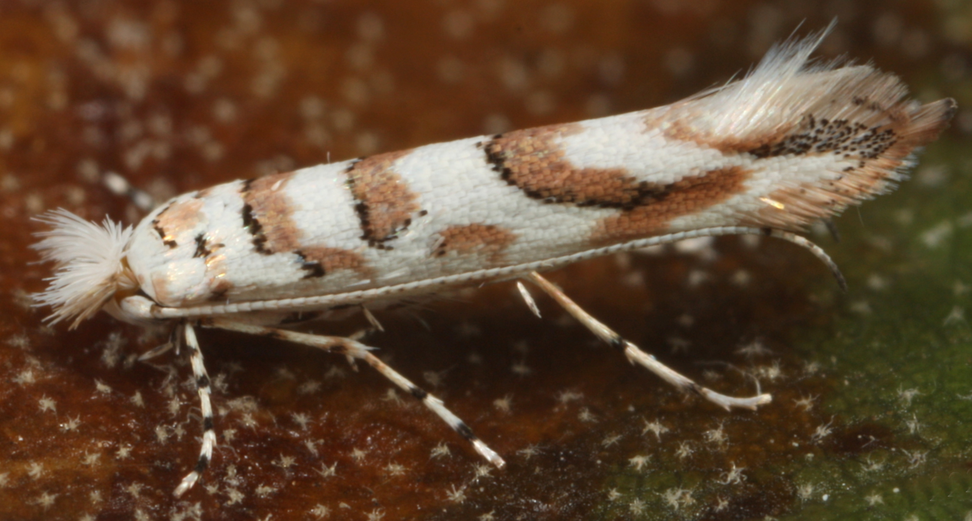/filer/webapps/moths_gc/media/images/C/cretaceella_Cameraria_A_Eiseman-et-Davis_2020_211b.jpg
