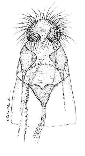 /filer/webapps/moths_gc/media/images/C/cretaceella_Cameraria_GF_Eiseman-et-Davis_2020_210.jpg