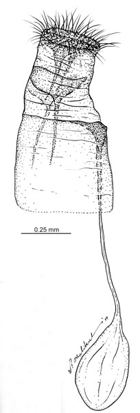 /filer/webapps/moths_gc/media/images/C/cretaceella_Cameraria_GF_Eiseman-et-Davis_2020_210b.jpg