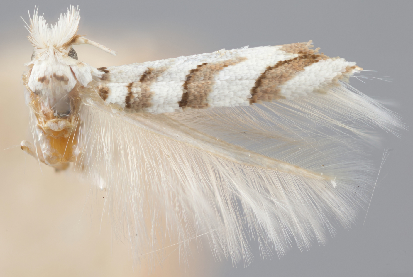 /filer/webapps/moths_gc/media/images/C/cretaceella_Cameraria_HT_ANSP.jpg