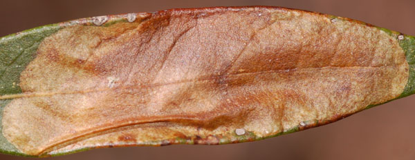 /filer/webapps/moths_gc/media/images/C/cretaceella_Cameraria_mine_Eiseman-et-Davis_2020_208.jpg