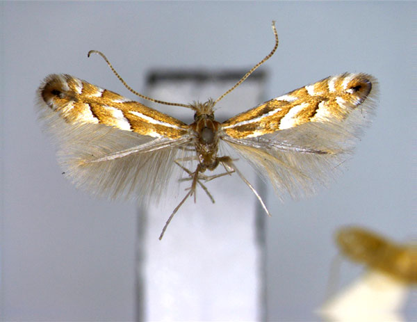 /filer/webapps/moths_gc/media/images/C/cretata_Phyllonorycter_A_EIHU.jpg