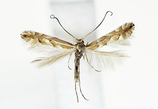 /filer/webapps/moths_gc/media/images/C/cretata_Phyllonorycter_A_Kim-et-Byun_2017_1379.jpg