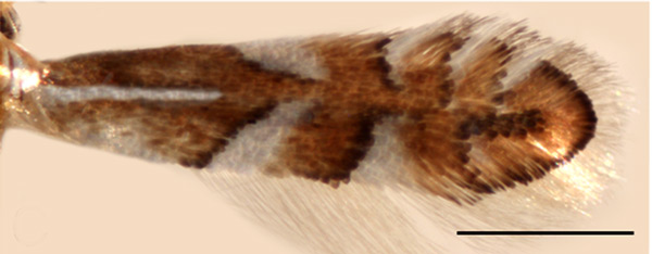 /filer/webapps/moths_gc/media/images/C/cretata_Phyllonorycter_A_Kirichenko-et-al_2019_1479.jpg