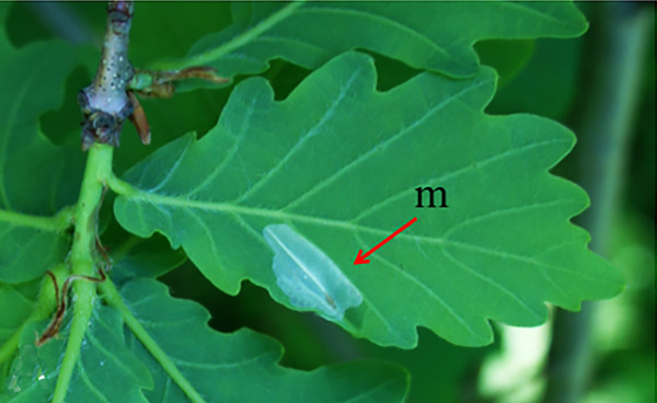 /filer/webapps/moths_gc/media/images/C/cretata_Phyllonorycter_A_Kirichenko-et-al_2019_36.jpg