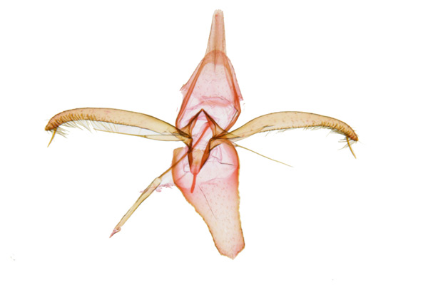 /filer/webapps/moths_gc/media/images/C/cretata_Phyllonorycter_GM_Kim-et-Byun_2017_1383.jpg