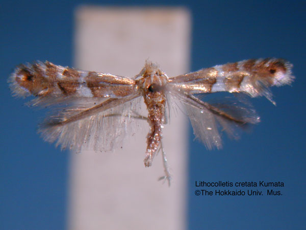 /filer/webapps/moths_gc/media/images/C/cretata_Phyllonorycter_HT_EIHU.jpg