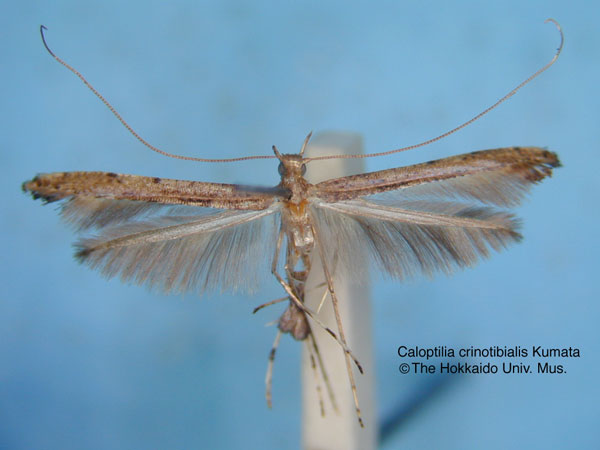 /filer/webapps/moths_gc/media/images/C/crinotibialis_Caloptilia_HT_EIHU.jpg