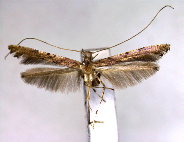/filer/webapps/moths_gc/media/images/C/crinotibialis_Caloptilia_PT_EIHU.jpg