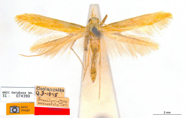/filer/webapps/moths_gc/media/images/C/crocostola_Caloptilia_HT_ANIC.jpg
