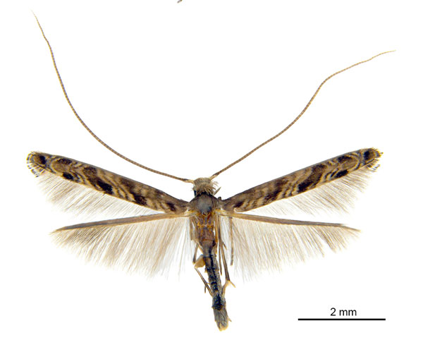 /filer/webapps/moths_gc/media/images/C/crotonella_Diphtheroptila_HT_ANIC.jpg