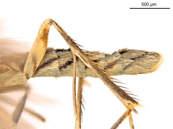 /filer/webapps/moths_gc/media/images/C/crotonella_Diphtheroptila_HT_abdomen_ANIC.jpg