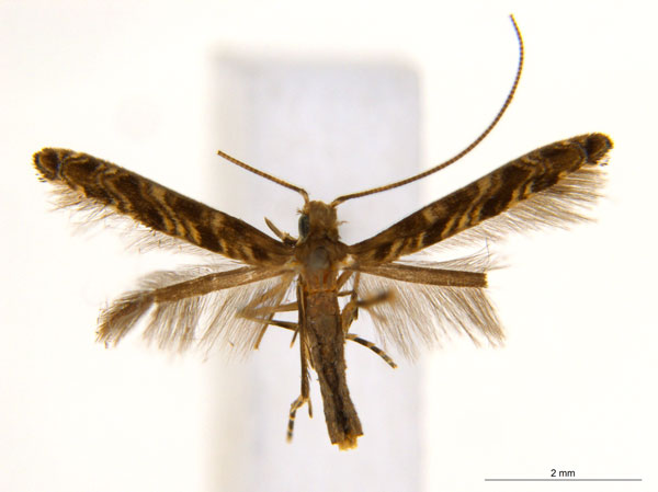 /filer/webapps/moths_gc/media/images/C/crotonella_Diphtheroptila_PT10_ANIC.jpg