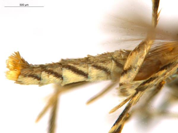 /filer/webapps/moths_gc/media/images/C/crotonella_Diphtheroptila_PT10_abdomen_ANIC.jpg