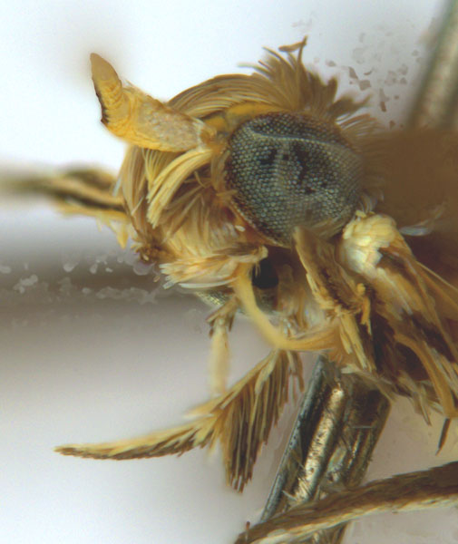 /filer/webapps/moths_gc/media/images/C/crotonella_Diphtheroptila_PT10_head2_ANIC.jpg