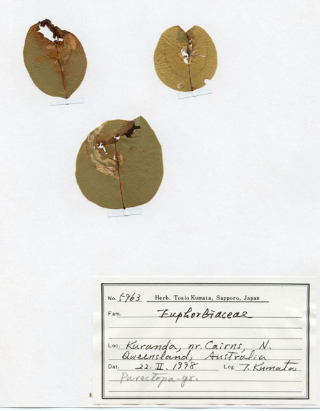 /filer/webapps/moths_gc/media/images/C/crotonella_Diphtheroptila_PT11_host-plant_ANIC.jpg