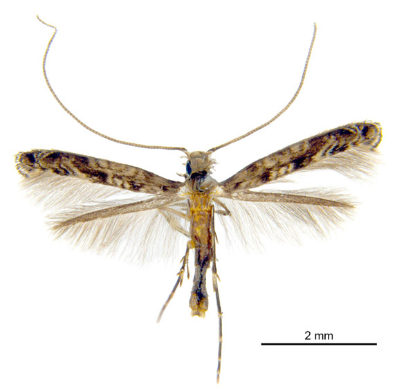 /filer/webapps/moths_gc/media/images/C/crotonella_Diphtheroptila_PT12_ANIC.jpg