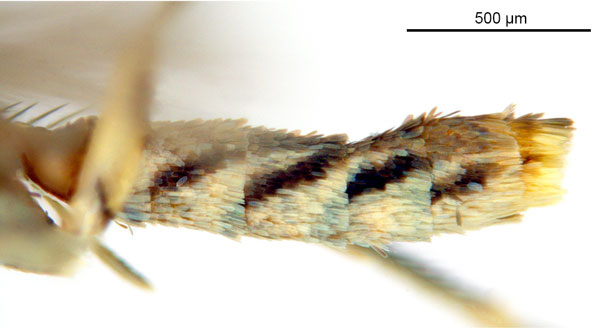 /filer/webapps/moths_gc/media/images/C/crotonella_Diphtheroptila_PT12_abdomen_ANIC.jpg