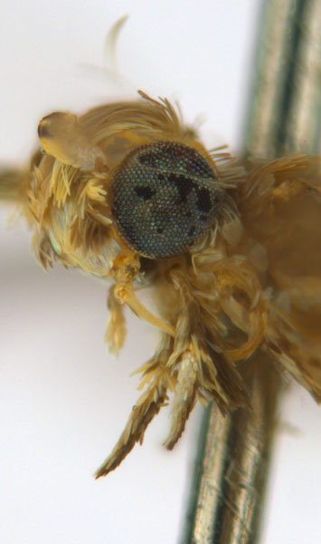 /filer/webapps/moths_gc/media/images/C/crotonella_Diphtheroptila_PT12_head2_ANIC.jpg