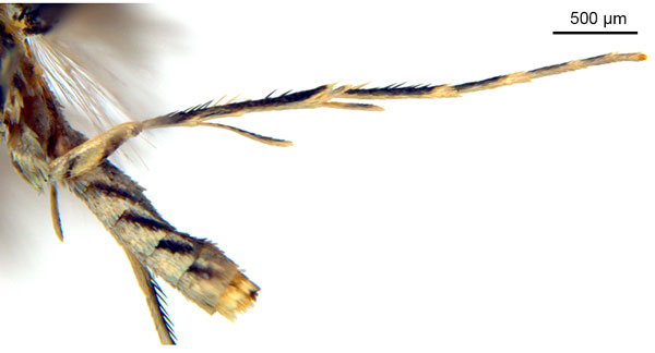 /filer/webapps/moths_gc/media/images/C/crotonella_Diphtheroptila_PT12_leg_ANIC.jpg