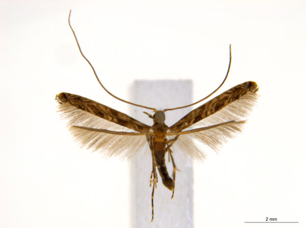 /filer/webapps/moths_gc/media/images/C/crotonella_Diphtheroptila_PT13_ANIC.jpg