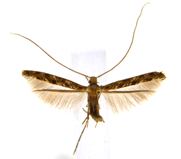 /filer/webapps/moths_gc/media/images/C/crotonella_Diphtheroptila_PT2_ANIC.jpg