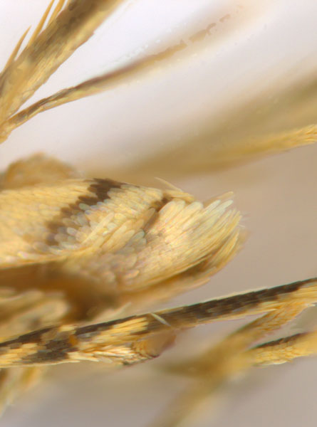 /filer/webapps/moths_gc/media/images/C/crotonella_Diphtheroptila_PT2_abdomen_ANIC.jpg
