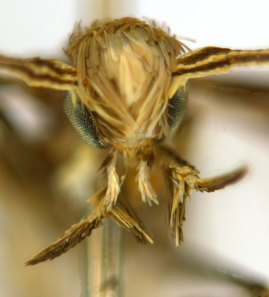 /filer/webapps/moths_gc/media/images/C/crotonella_Diphtheroptila_PT2_head1_ANIC.jpg
