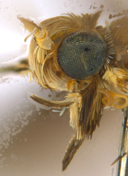 /filer/webapps/moths_gc/media/images/C/crotonella_Diphtheroptila_PT2_head2_ANIC_Z1UXXRE.jpg