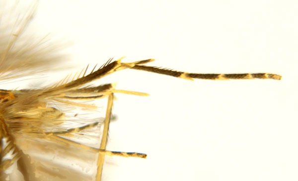 /filer/webapps/moths_gc/media/images/C/crotonella_Diphtheroptila_PT2_leg_ANIC.jpg