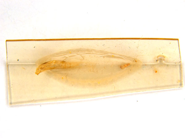 /filer/webapps/moths_gc/media/images/C/crotonella_Diphtheroptila_PT2_pupa_ANIC.jpg
