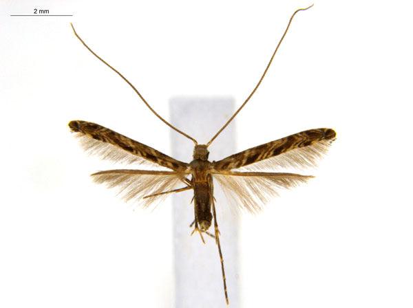 /filer/webapps/moths_gc/media/images/C/crotonella_Diphtheroptila_PT7_ANIC.jpg