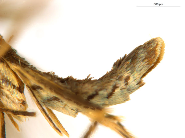 /filer/webapps/moths_gc/media/images/C/crotonella_Diphtheroptila_PT7_abdomen_ANIC.jpg