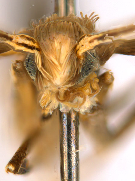 /filer/webapps/moths_gc/media/images/C/crotonella_Diphtheroptila_PT7_head1_ANIC.jpg
