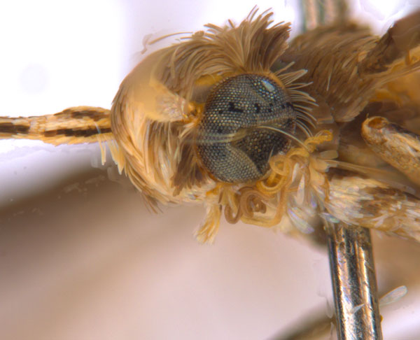 /filer/webapps/moths_gc/media/images/C/crotonella_Diphtheroptila_PT7_head2_ANIC.jpg