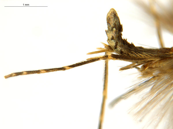 /filer/webapps/moths_gc/media/images/C/crotonella_Diphtheroptila_PT7_leg_ANIC.jpg