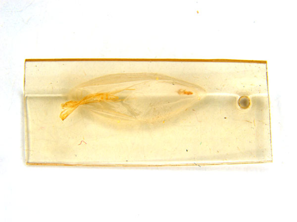 /filer/webapps/moths_gc/media/images/C/crotonella_Diphtheroptila_PT7_pupa_ANIC.jpg