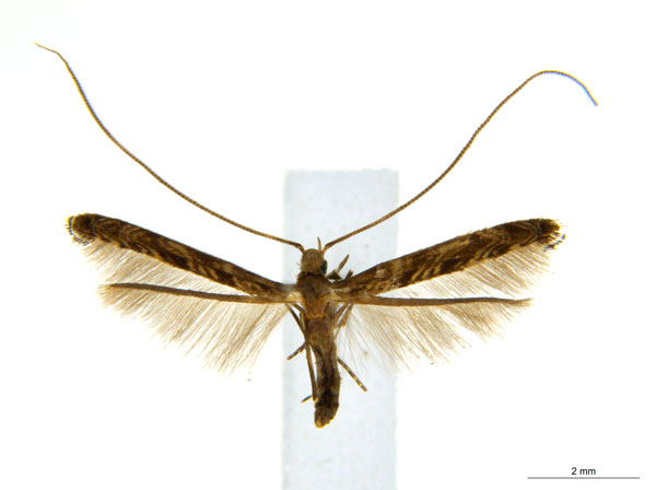 /filer/webapps/moths_gc/media/images/C/crotonella_Diphtheroptila_PT8_ANIC.jpg
