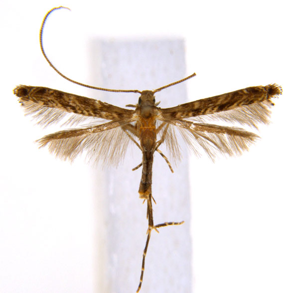 /filer/webapps/moths_gc/media/images/C/crotonella_Diphtheroptila_PT9_ANIC.jpg