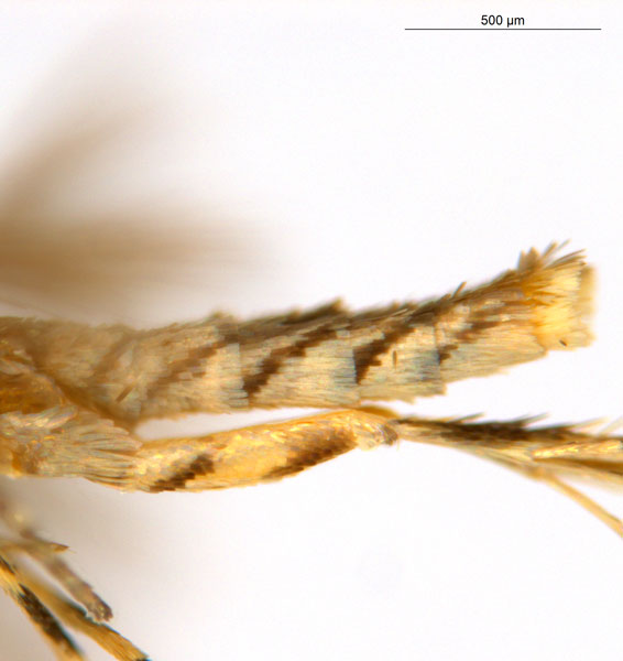 /filer/webapps/moths_gc/media/images/C/crotonella_Diphtheroptila_PT9_abdomen_ANIC.jpg