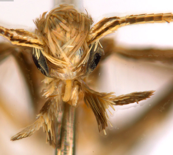 /filer/webapps/moths_gc/media/images/C/crotonella_Diphtheroptila_PT9_head1_ANIC.jpg