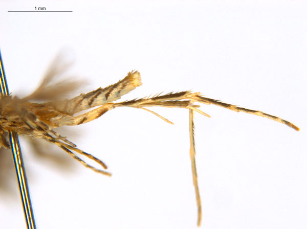 /filer/webapps/moths_gc/media/images/C/crotonella_Diphtheroptila_PT9_legs_ANIC.jpg