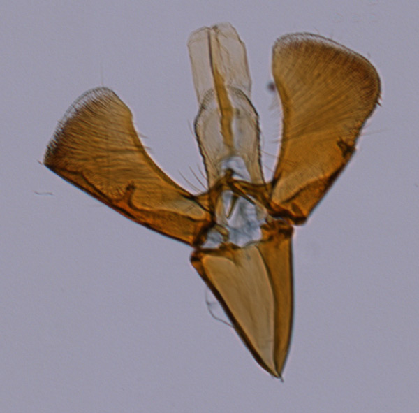 /filer/webapps/moths_gc/media/images/C/cruzorum_Caloptilia_GM_HT_MNHG.jpg