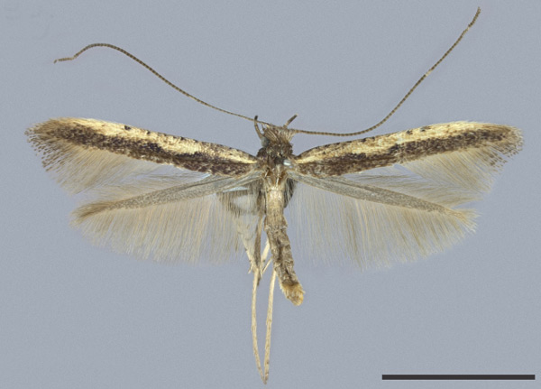 /filer/webapps/moths_gc/media/images/C/cruzorum_Caloptilia_HT_MNHG.jpg