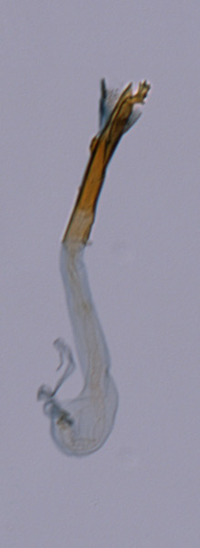 /filer/webapps/moths_gc/media/images/C/cruzorum_Caloptilia_HT_MNHG_2.jpg