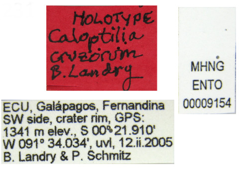 /filer/webapps/moths_gc/media/images/C/cruzorum_Caloptilia_HT_MNHG_Label.jpg