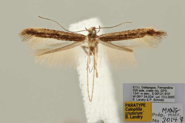 /filer/webapps/moths_gc/media/images/C/cruzorum_Caloptilia_PT_MNHG.jpg