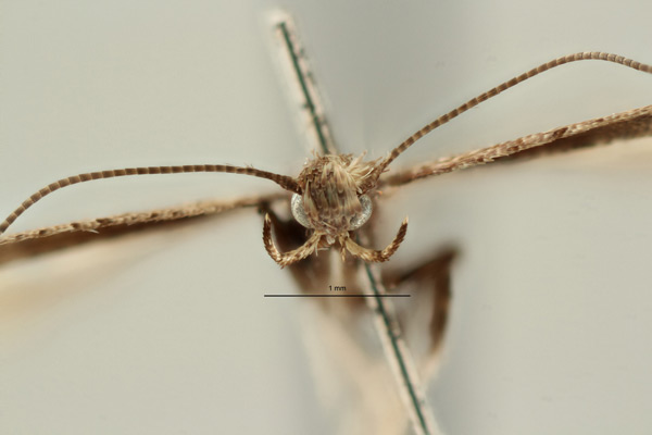 /filer/webapps/moths_gc/media/images/C/cruzorum_Caloptilia_PT_MNHG_2.jpg